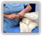 Parietale-Zehenmobilisation in Flexion