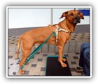 Ridgeback Elton (6J)