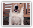 Parson Terrier Eddy (6J)