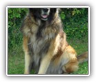 Leonberger Leo (5J)