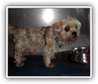 Timmy- Malteser-Yorki-Mix (11J)