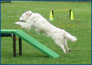 Agility